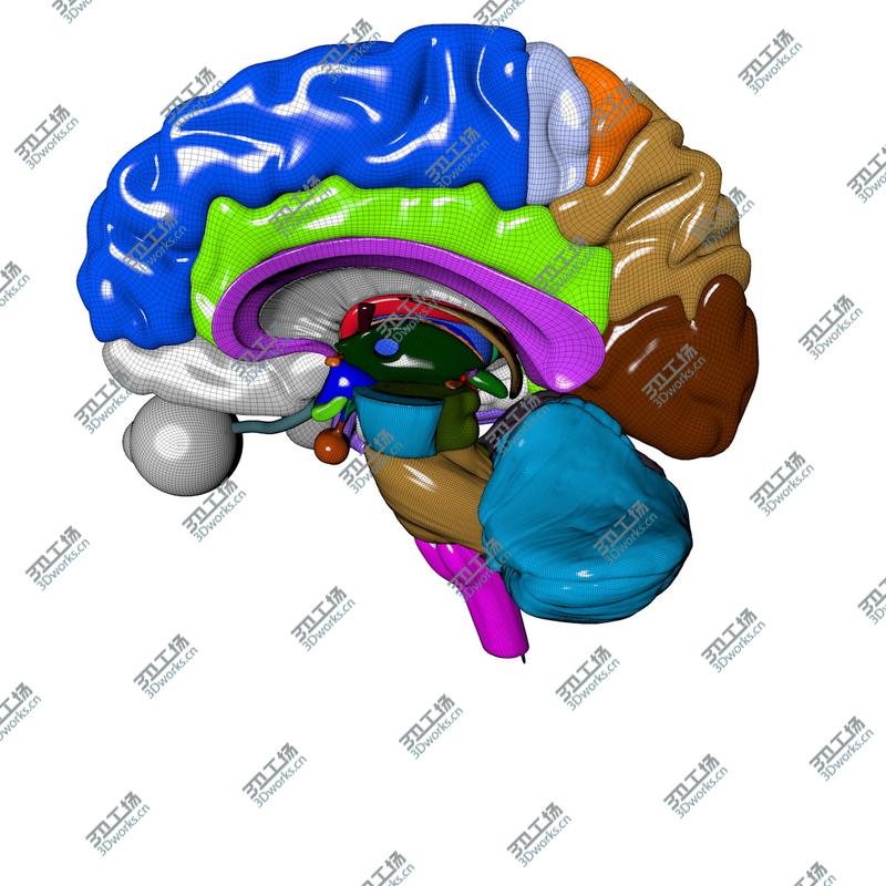 images/goods_img/202104091/Ultimate Human Brain/5.jpg